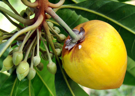 Egg fruit plant