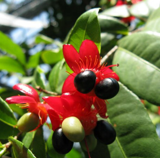 Mickey mouse plant (Shrub Plant)