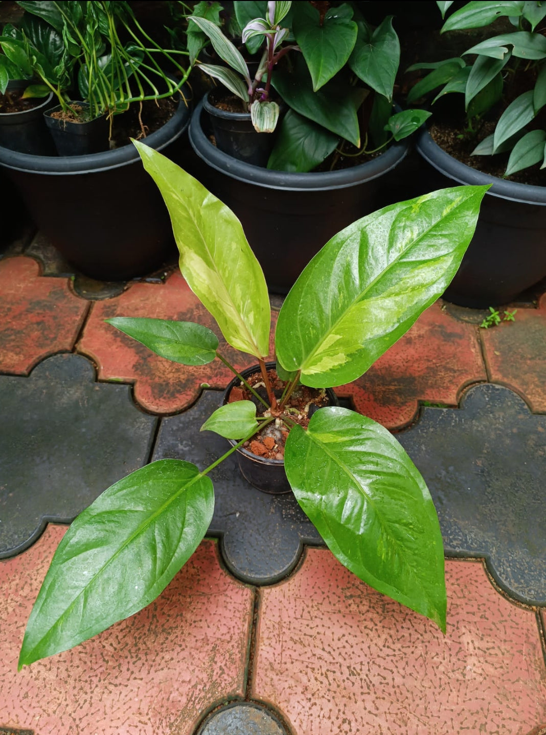 Anthurium Hookeri Veriegated plant (Semishade plant)