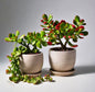 Trailing crassula Jade plant (Pack of 2)