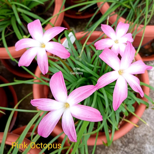 Pink octopus rain Lily bulb