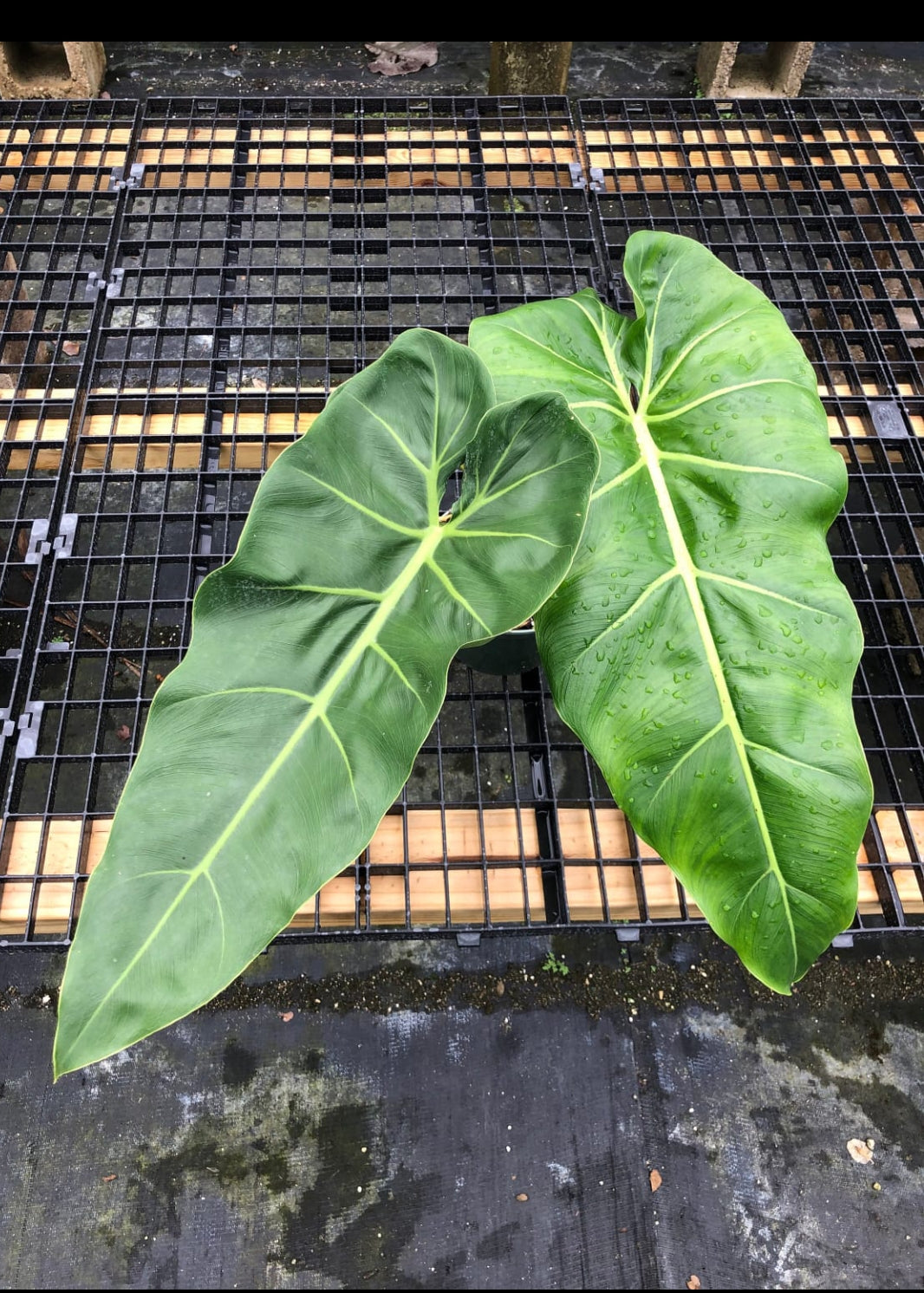 Philodendron Maximum plant