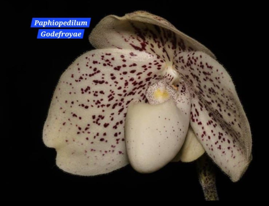 Paphiopedilum Godefroyae