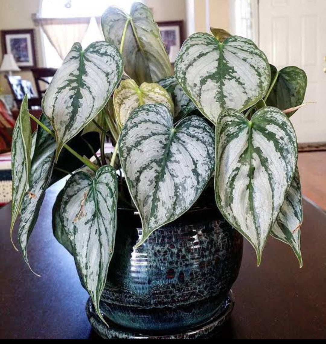 Philodendron Brandtianum (Semishade plant)