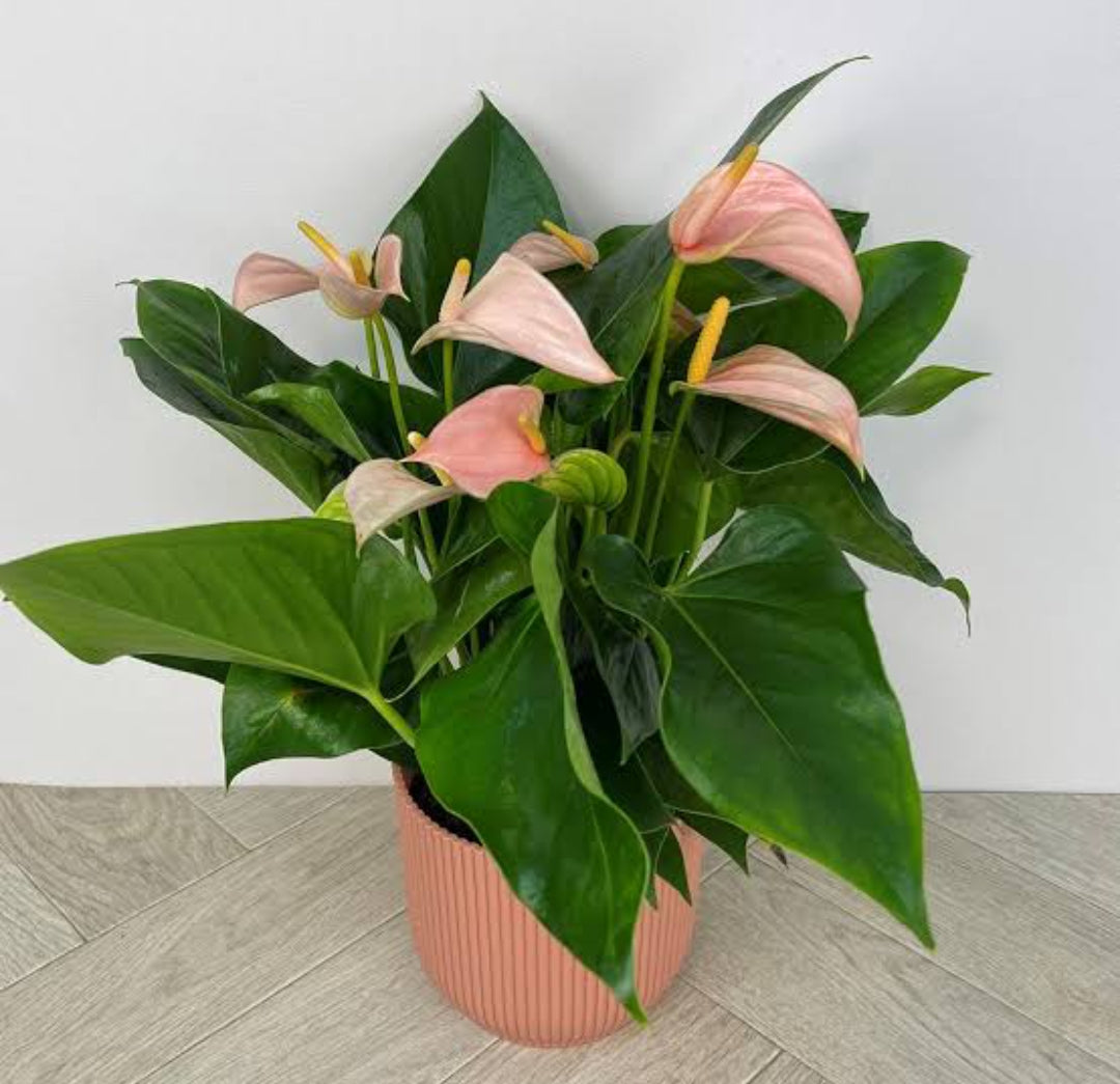 Anthurium Andreanum Joli Peach (Semishade plant)