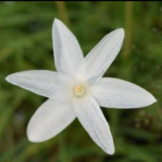 San Carlos rare Rain Lily bulb