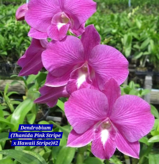 Dendrobium 15 Pink