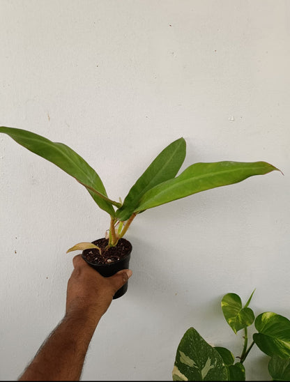 Philodendron crassinervium plant