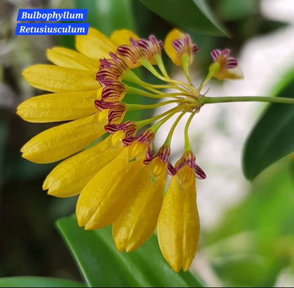 Bulbophyllum Retusiusculum