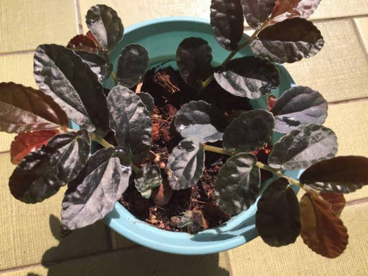 Red watermelon Begonia (Hanging Plant)