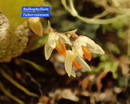 Bulbophyllum Tuberculatum