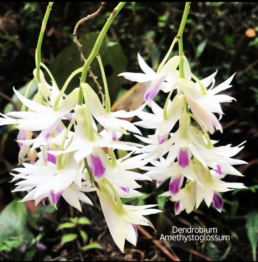 Dendrobium Amethystoglossum