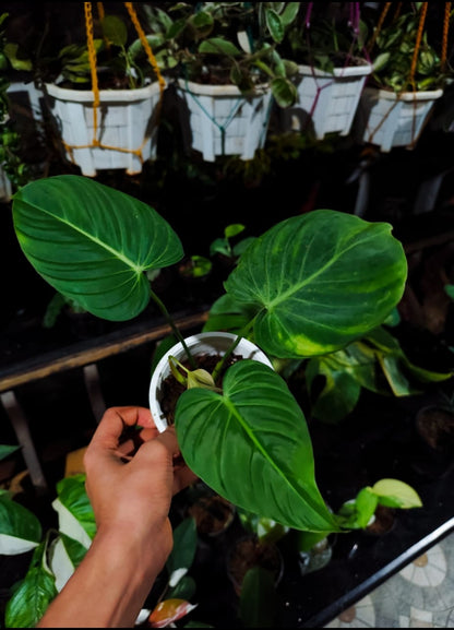 Philodendron Glorious Plant (Node Propagated)