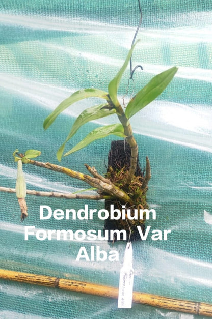 Dendrobium Formosum Var alba