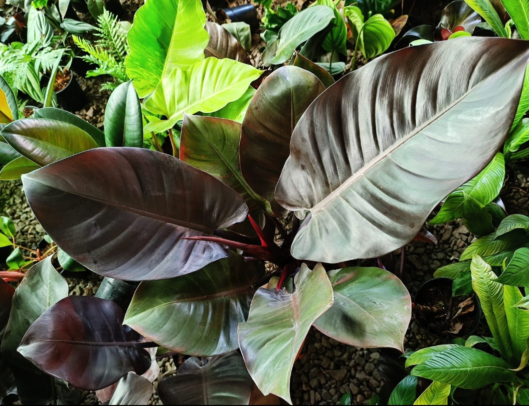 Black Cardinal plant