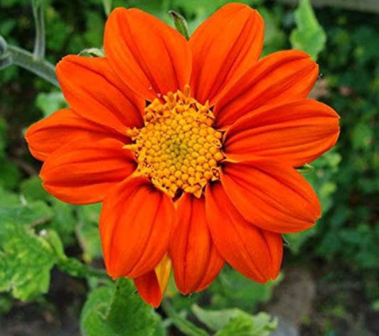 Tithonia torch red summer Flower seeds