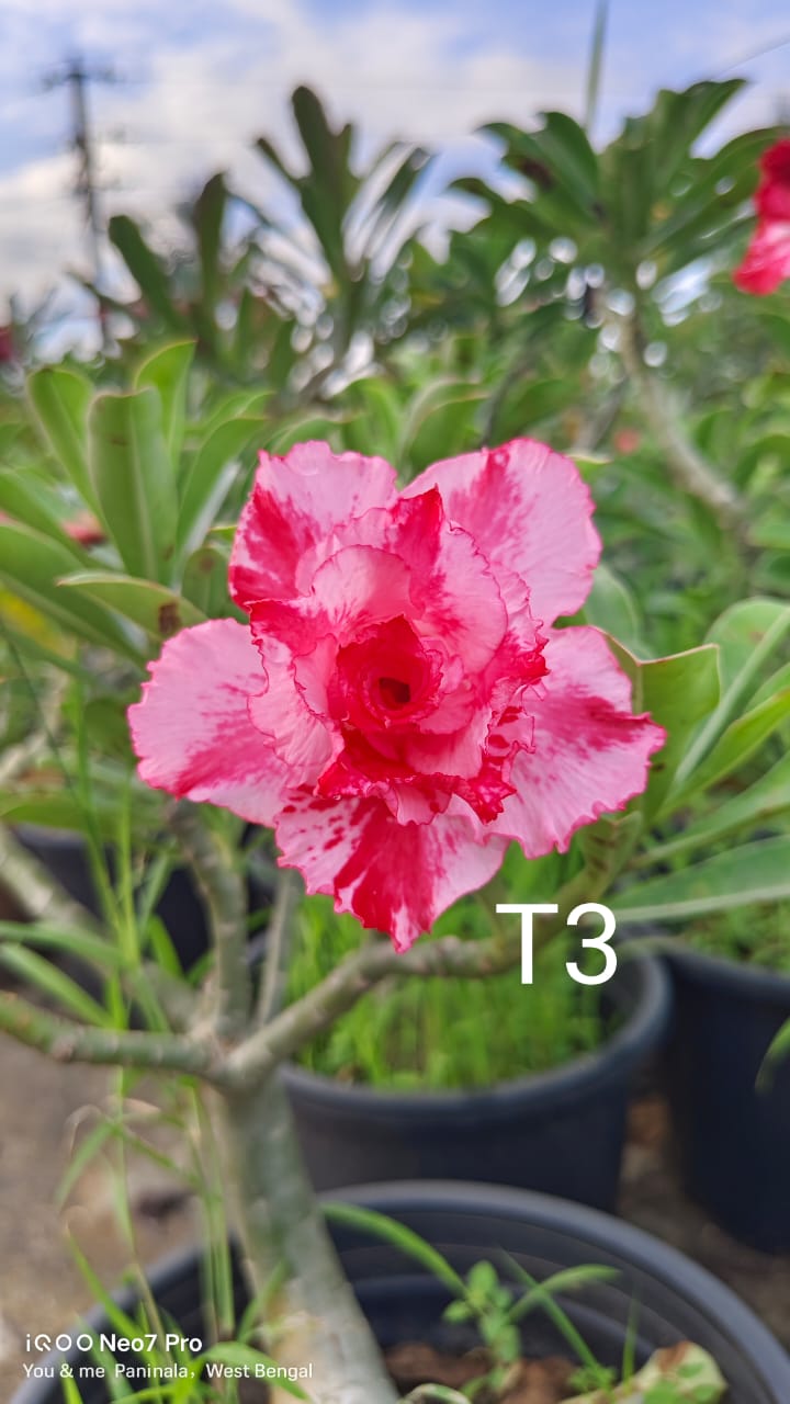 Adenium plant (desert rose) light pink dark pink mix colour flower