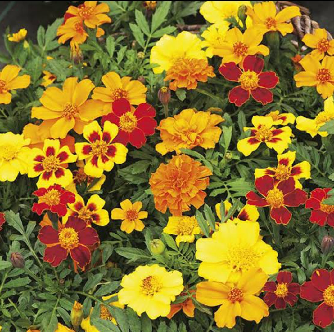 Marigold french mix unique winter Flower seeds