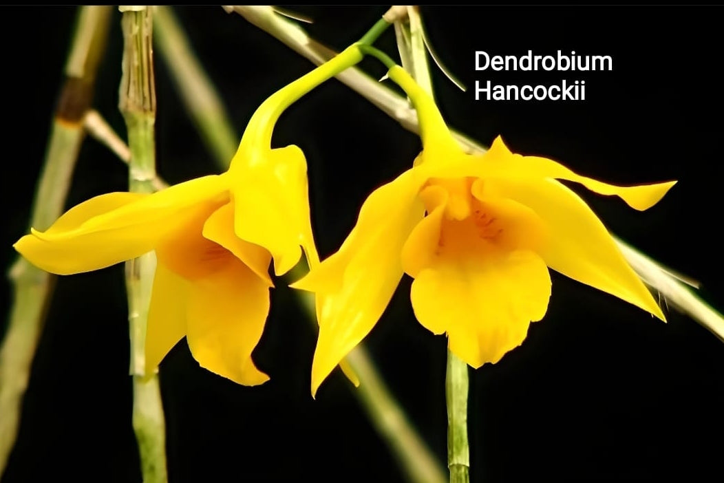 Dendrobium hancockii