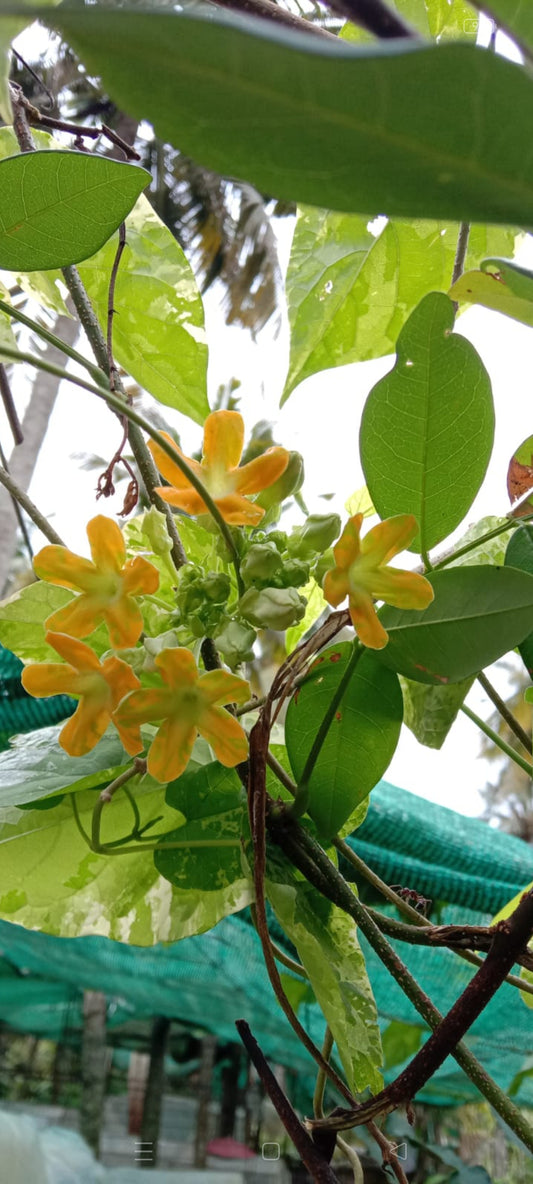 Tonkin Jasmine plant