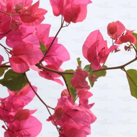 Bougainvillea Glabra Plant, Dark Pink with Green Leaves