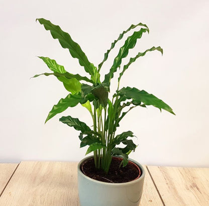 Calathea Rufibarba plant