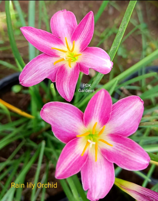 Orchid rain Lily bulb