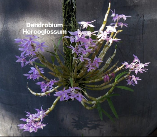 Dendrobium Hercoglossum