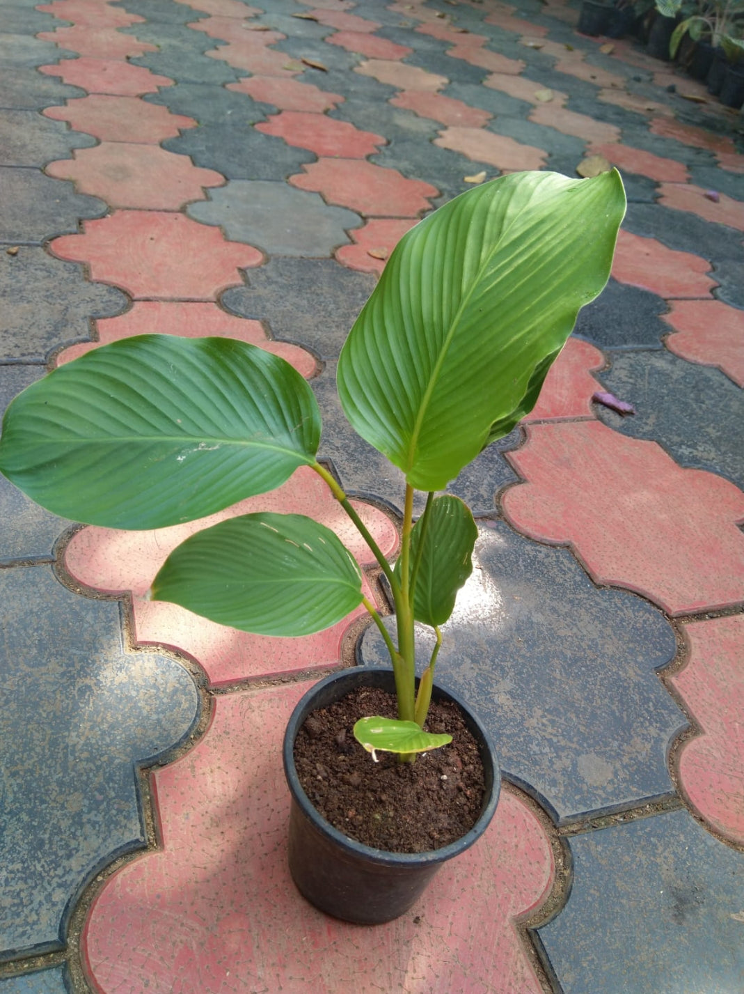 Calathea Lutea (Semishade)