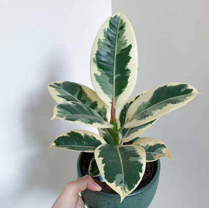 Rubber Plant Veriegated (Indoor plants)