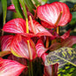 Anthurium Livium Dutch (Indoor plants)/indoor plant for home/low maintenance plant