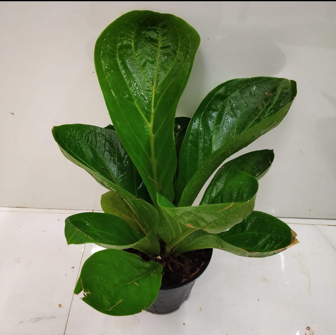 Anthurium Jenmani Plant (Semishade)