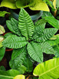Anthurium Reflexinervium (Semishade)