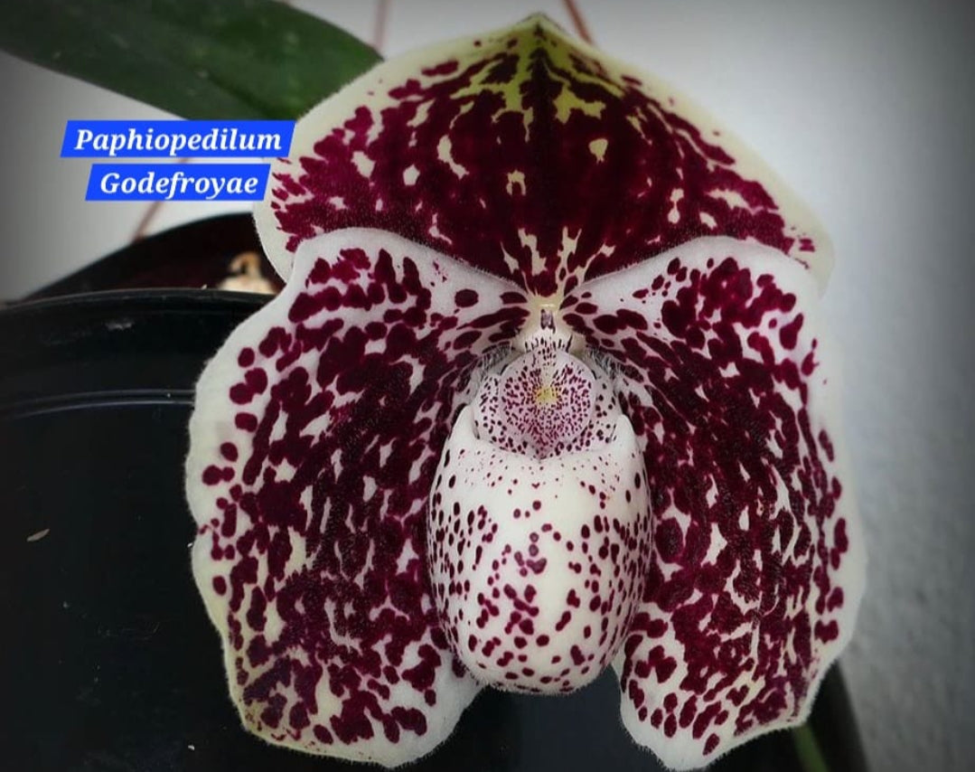 Paphiopedilum Godefroyae