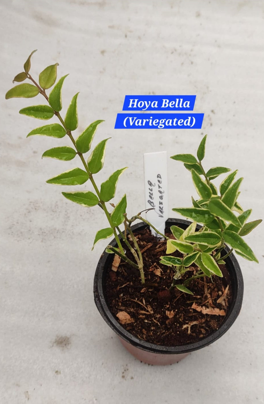 Hoya Bella (Veriegated)