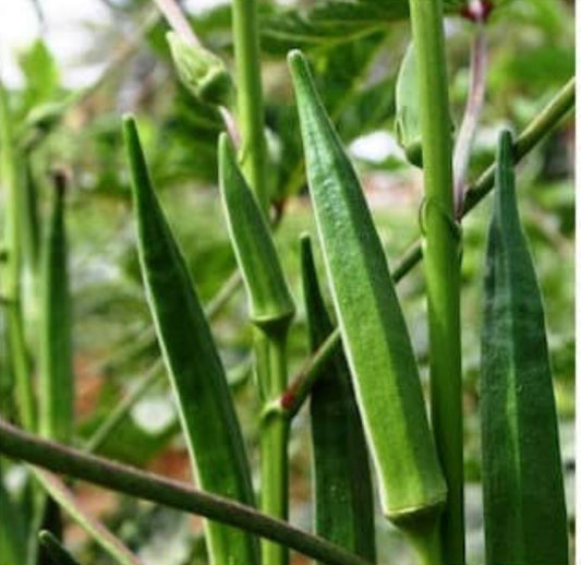 Bhindi okra lady finger vegitable seeds