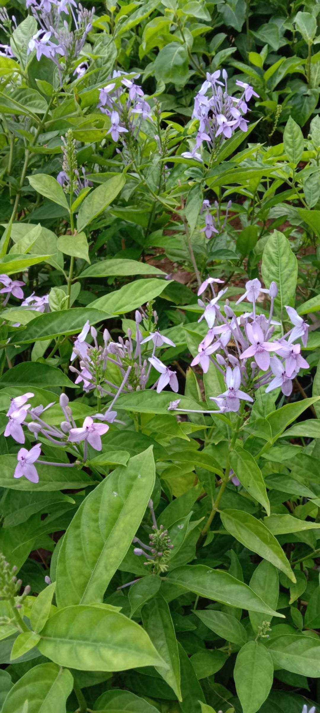 Pseuderanthemum flowering plants