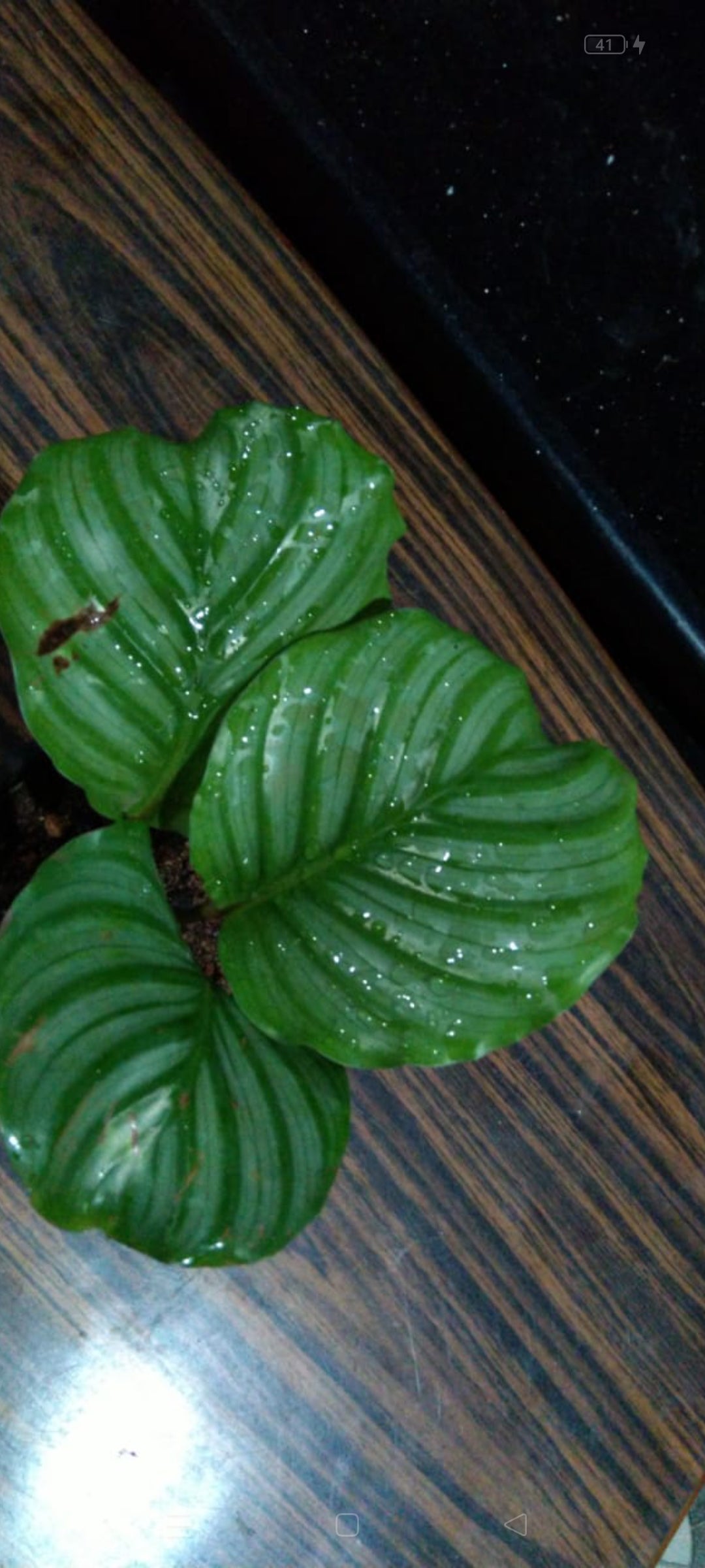 Calathea 2