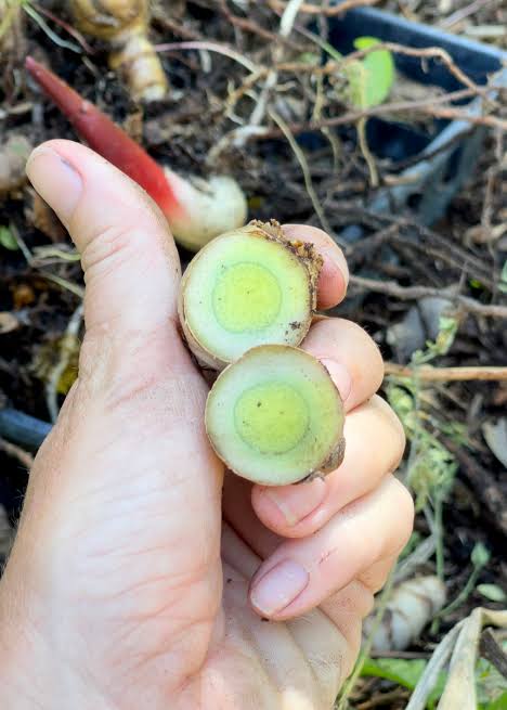 Pale green turmeric seeds bulbs