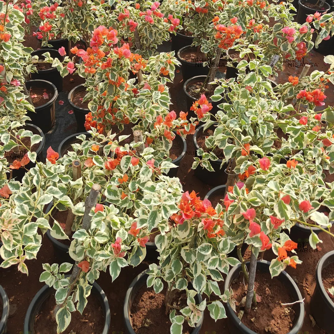 Dr Rao Bougainvillea – Plant (Orange)