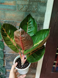 Agloanima Black Moonlight (Semishade)