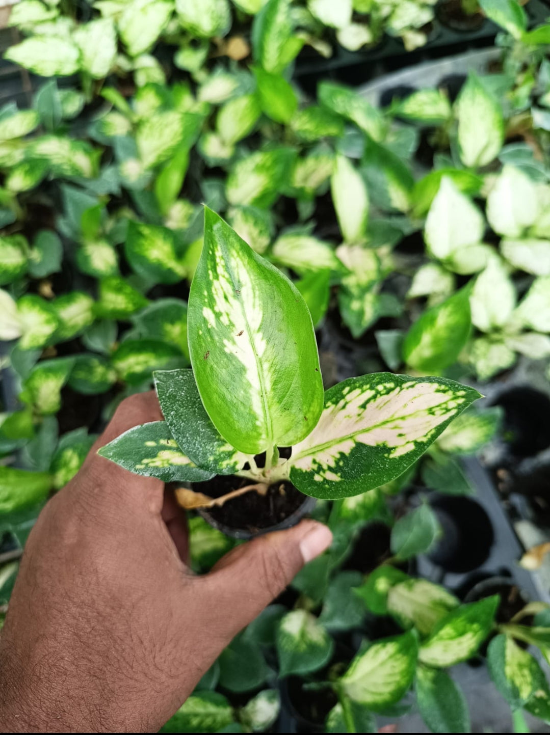 Aglonima Cochin peach Seedling plant