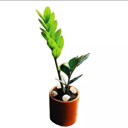 Zamioculcas Zamiifolia, Zz plant indoor plant Good