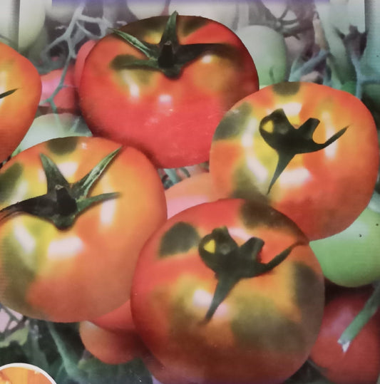 Tomato F1 Vijay Lakshmi vegitable seeds