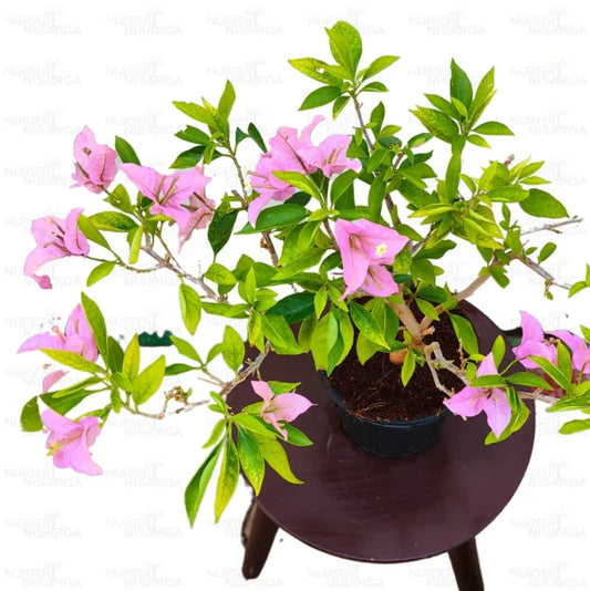 Bougainvillea “Lavender” – Plant