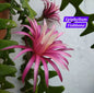 Bramha Kamal (Epiphyllum Fishbone)