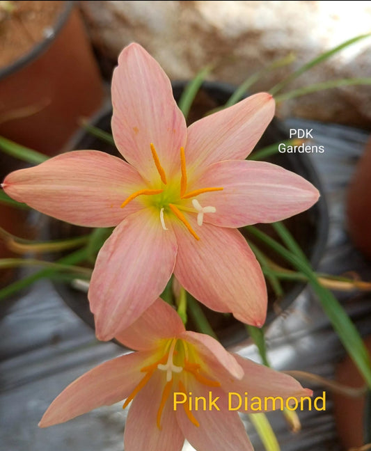 Pink diamond rain Lily bulb