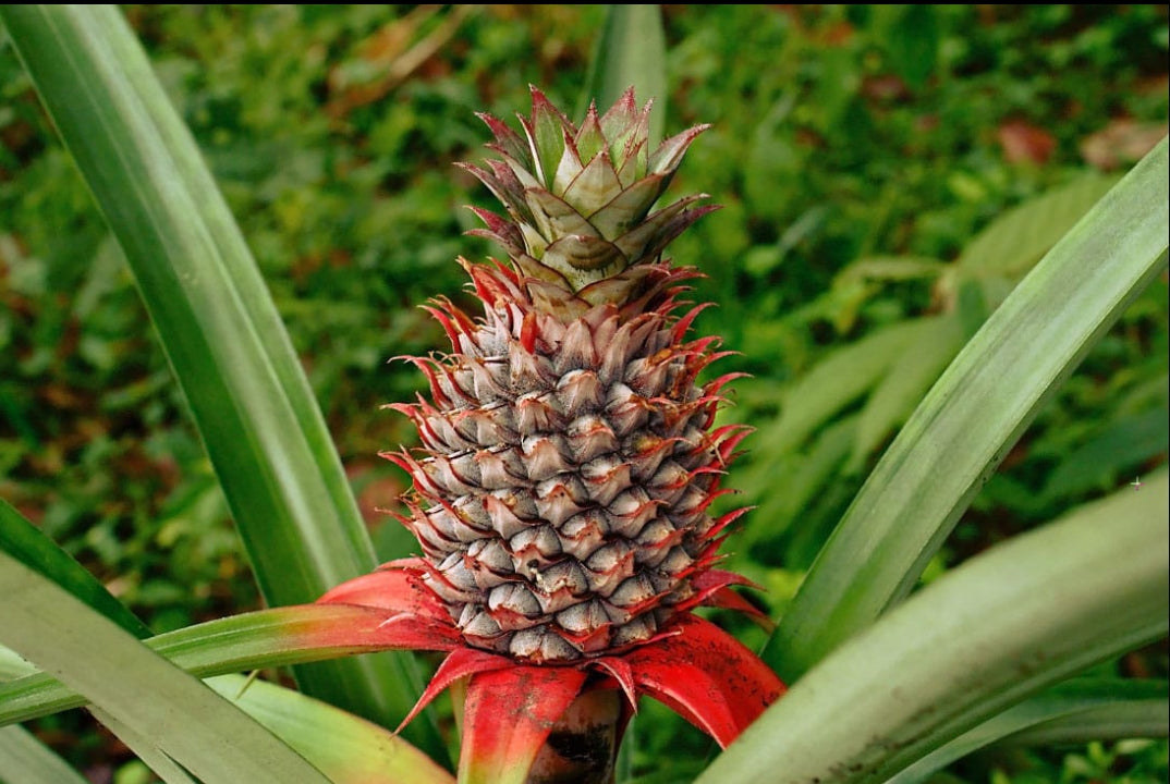 Pine Apple fruit plant