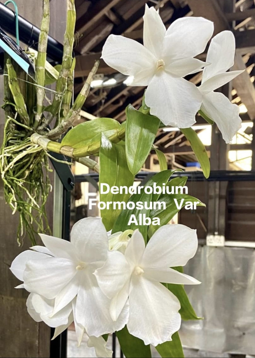 Dendrobium Formosum Var alba