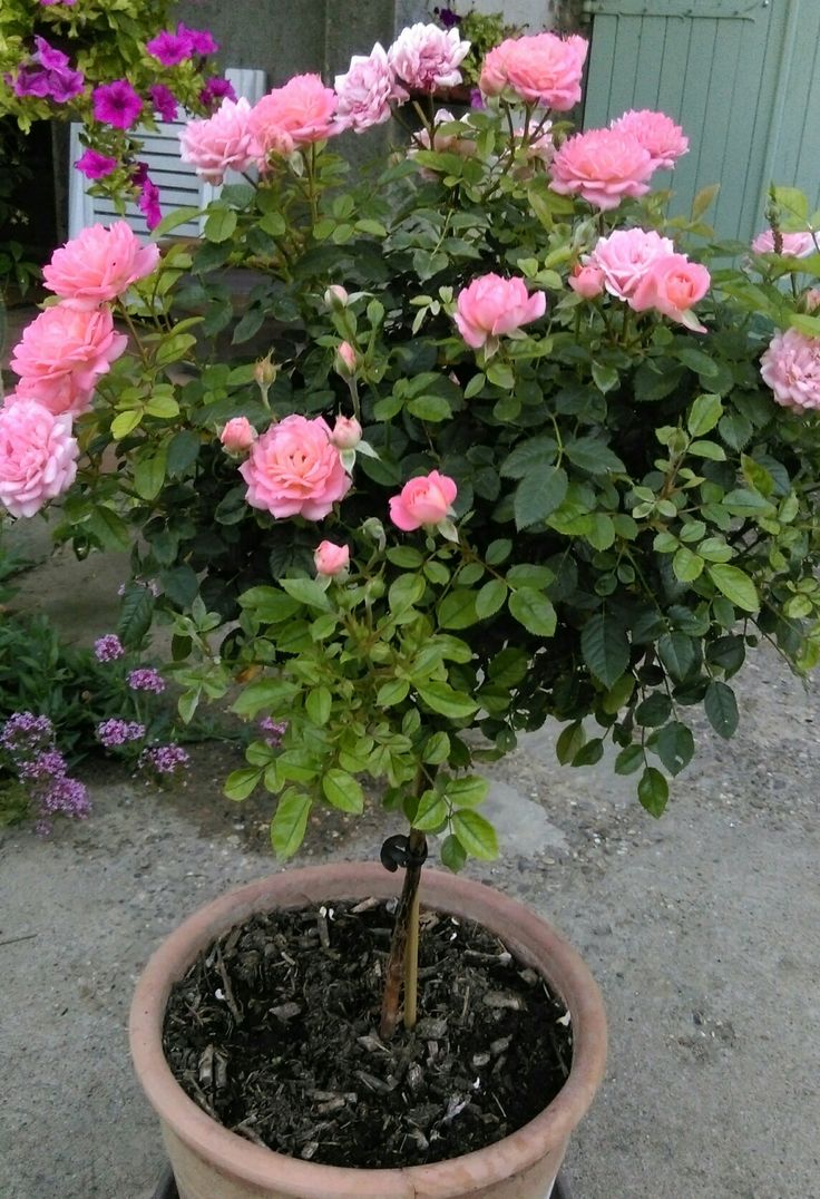 Buy Stand Rose Plant Online in India | Standard Tree Rose | Outdoor Flowering Rose Plant | Ashiyana Store